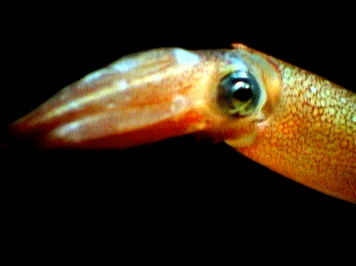 Talk Talk Squid GIF - Find & Share on GIPHY