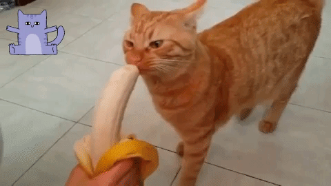 gatos comen plátanos