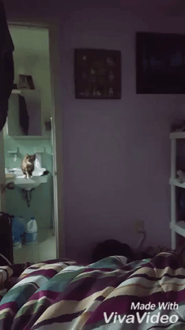 Cats can really jump long in animals gifs