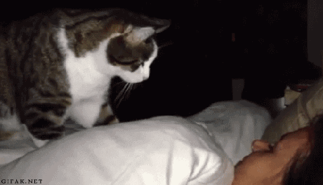 gato despertando a su dueña con su patita