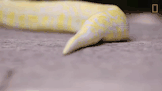 Змія — плазун: суха луска й яйця відкладає на суші 🐍