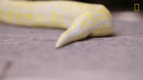 Slither National Geographic GIF by Nat Geo Wild - Find & Share on GIPHY