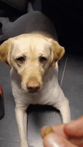 Gif of a dog catching a small treat