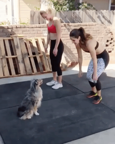 Dog Workout GIF