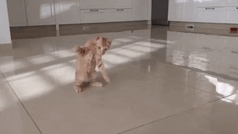 Cat showing of dance moves