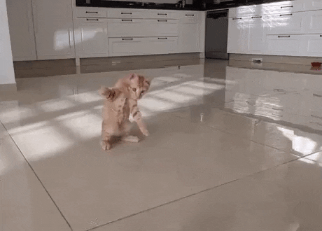 Cat showing of dance moves in funny gifs