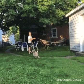 The Moment in funny gifs