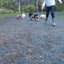 7 Fluffy Chow Chow Puppies Running Cute Chonky Fluffball