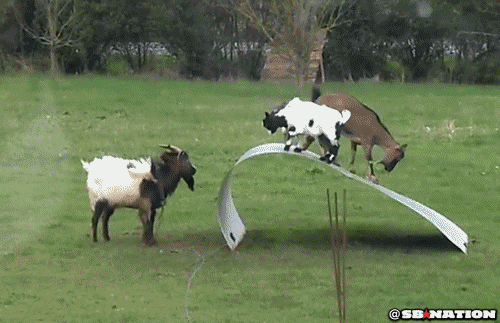 gid in sheep gid in sheep