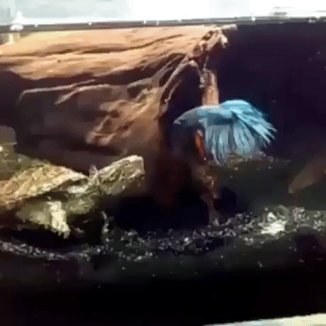 Take this turtle in funny gifs