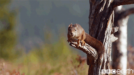 squirrel leaping from tree branch