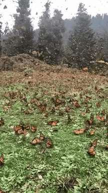 Monarch butterfly migration in random gifs