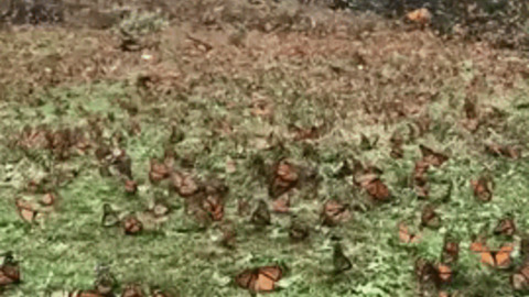 Monarch butterfly migration gif