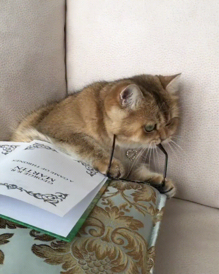 Komma sowie Kommasetzung.net Komma vor sowie: Gezeigt wird eine Katze, die schlaue Sachen in einem Buch nachschlägt, eine Nerd-Katze also.