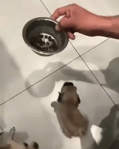 Pug Puppy Excited for His Food Cute Funny Dog Adorable