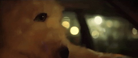 https://media.giphy.com/media/1jl0ZAQUxWxfYWlF7S/giphy.gif