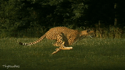Slow Motion Cheetah GIF - Find & Share on GIPHY