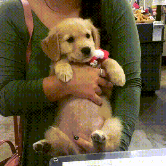 Golden Retriever Puppy Carried by Human | Belly and Smile