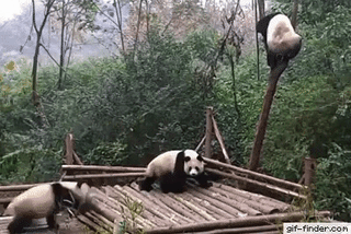 This is why panda are endangered in funny gifs