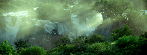 Resultado de imagen de RAIN FOREST GIF
