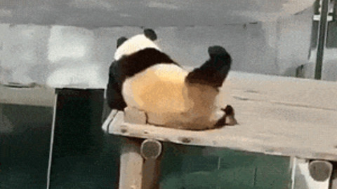 Panda doing scratches