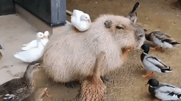 Chillest animal on earth in animals gifs