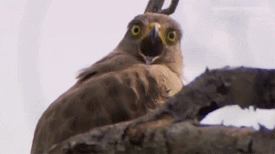 https://media.giphy.com/media/1mm6RaoWmtLNK/giphy.gif