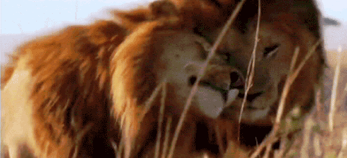 Lion GIF - Find & Share on GIPHY
