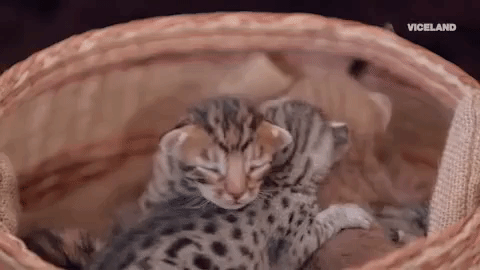 Cat Friends GIF by MOST EXPENSIVEST