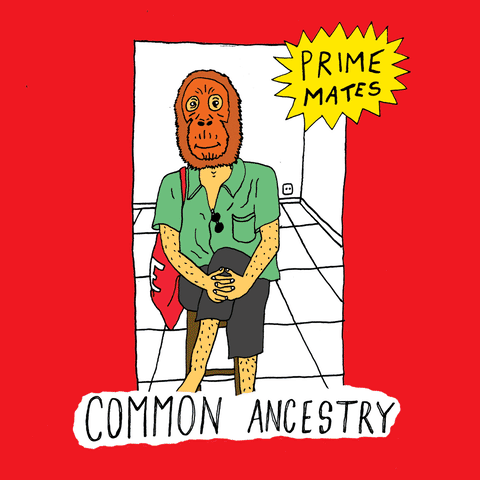 Primates GIFs - Find & Share on GIPHY