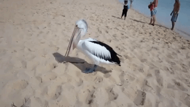 Resultado de imagen para pelicanos gif