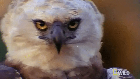 Harpy Eagle Gifs Get The Best Gif On Giphy