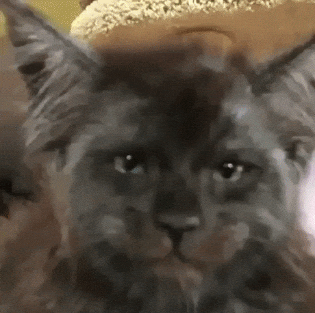 Hairy human in animals gifs