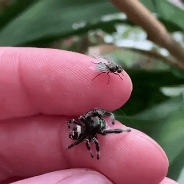 Jumping spider catching fly in random gifs