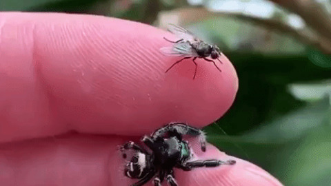 Jumping spider catching fly gif