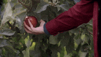 POV: яблуко падає на Ньютона. Так народилась динаміка 🍎