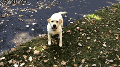 Dog Jumping Gif Find Share On Giphy