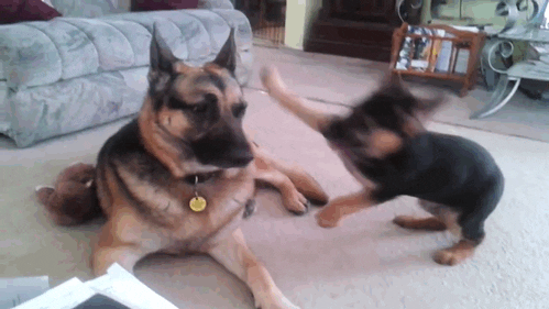 German shepherd puppy playing with his dad