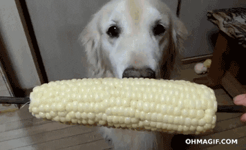 corn dog face eat mixed