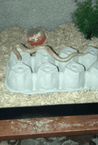 200w.gif
