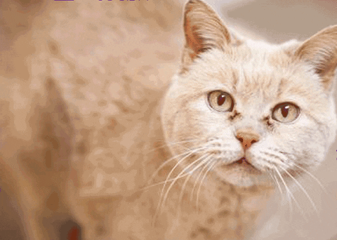 Merry Christmas Cat GIF by Nebraska Humane Society