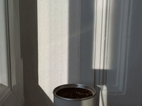 giphy.gif