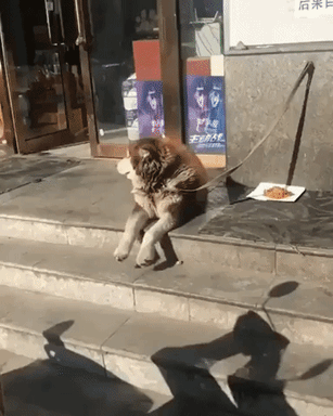 Chilling and waiting for my human in animals gifs