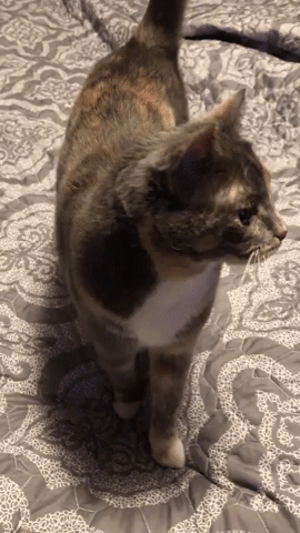 животных чешут, животные когда их чешут, животные любят когда чешут