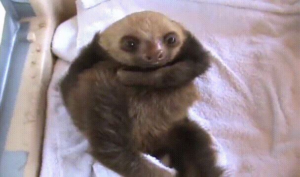 Sloth GIF - Find & Share on GIPHY