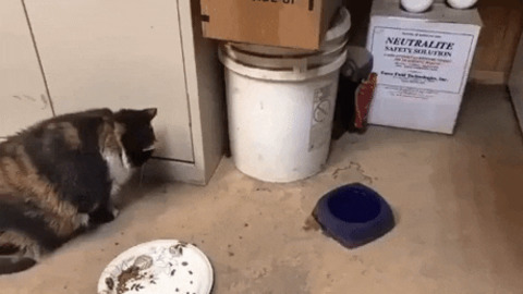 Cat is not that fast gif