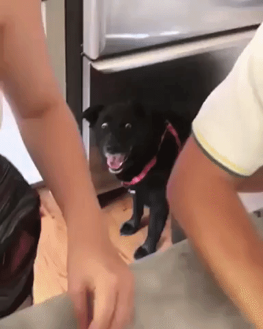 Dog has seen some shit in funny gifs