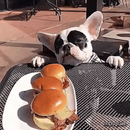 Meme com cachorro tentando alcançar um sanduíche em cima da mesa