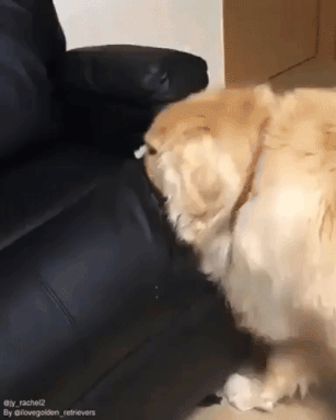 Caught in act in animals gifs