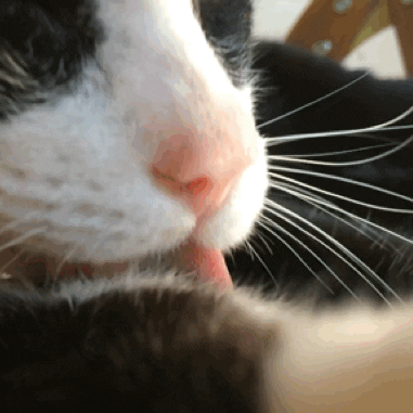 Lick GIF - Find & Share on GIPHY